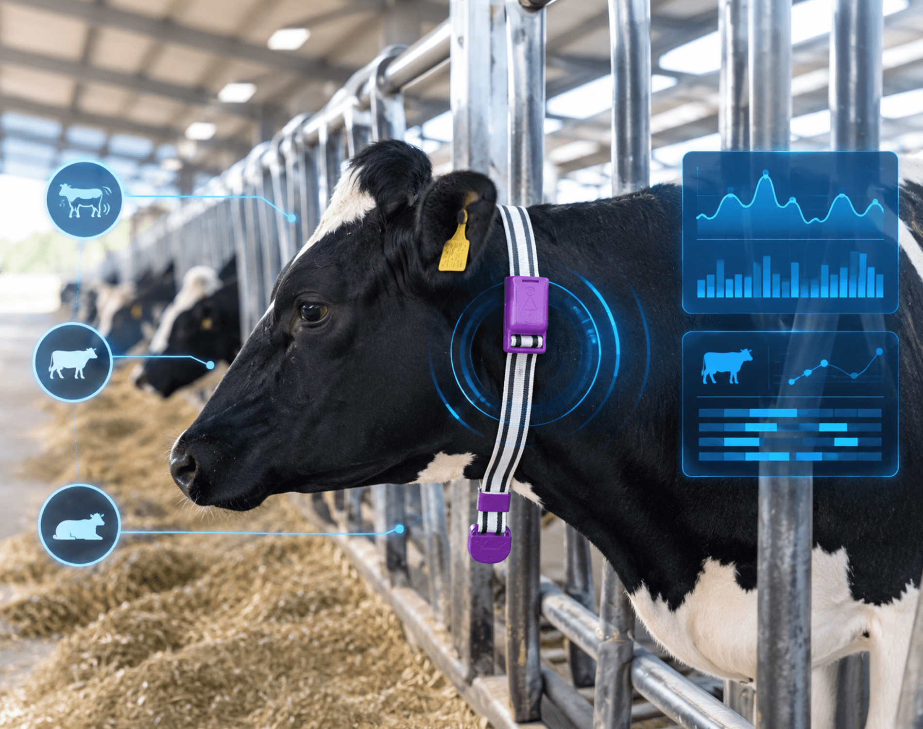 Bursa Uludag University Research: Behavioral and Locomotor Activity Analysis in Holstein Cows with Dairysense (MDPI Animals)