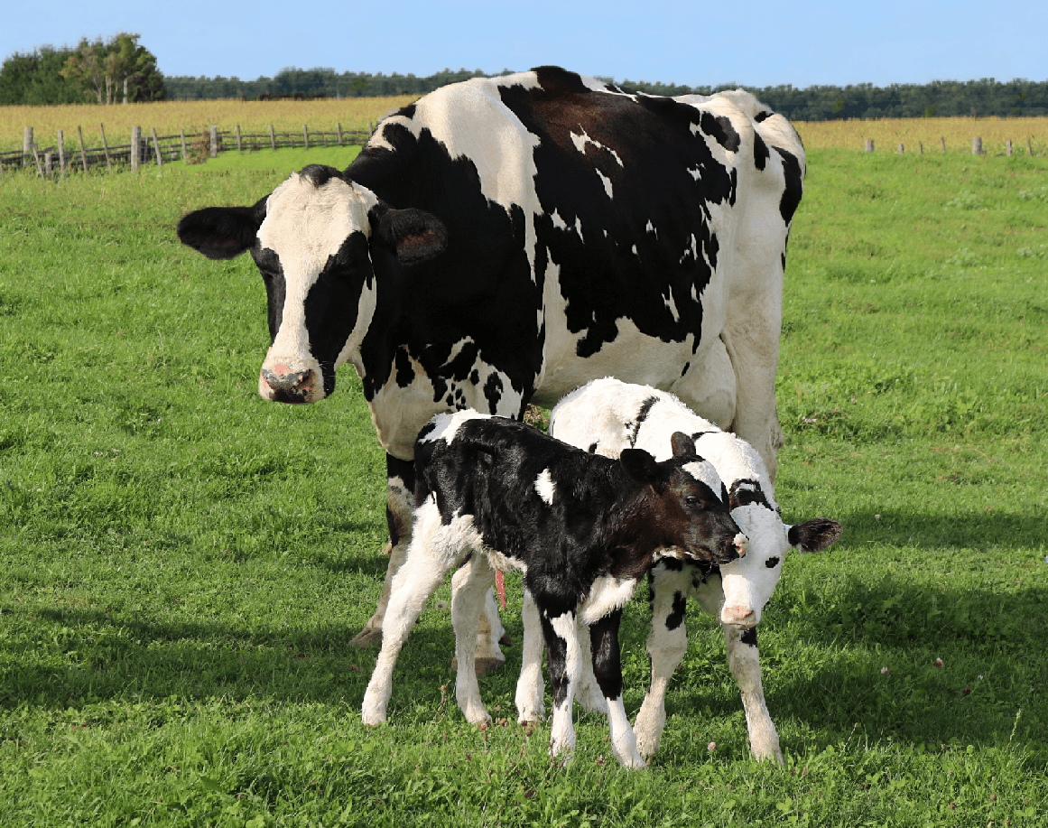 Cow Birth Calculator and Gestation Period