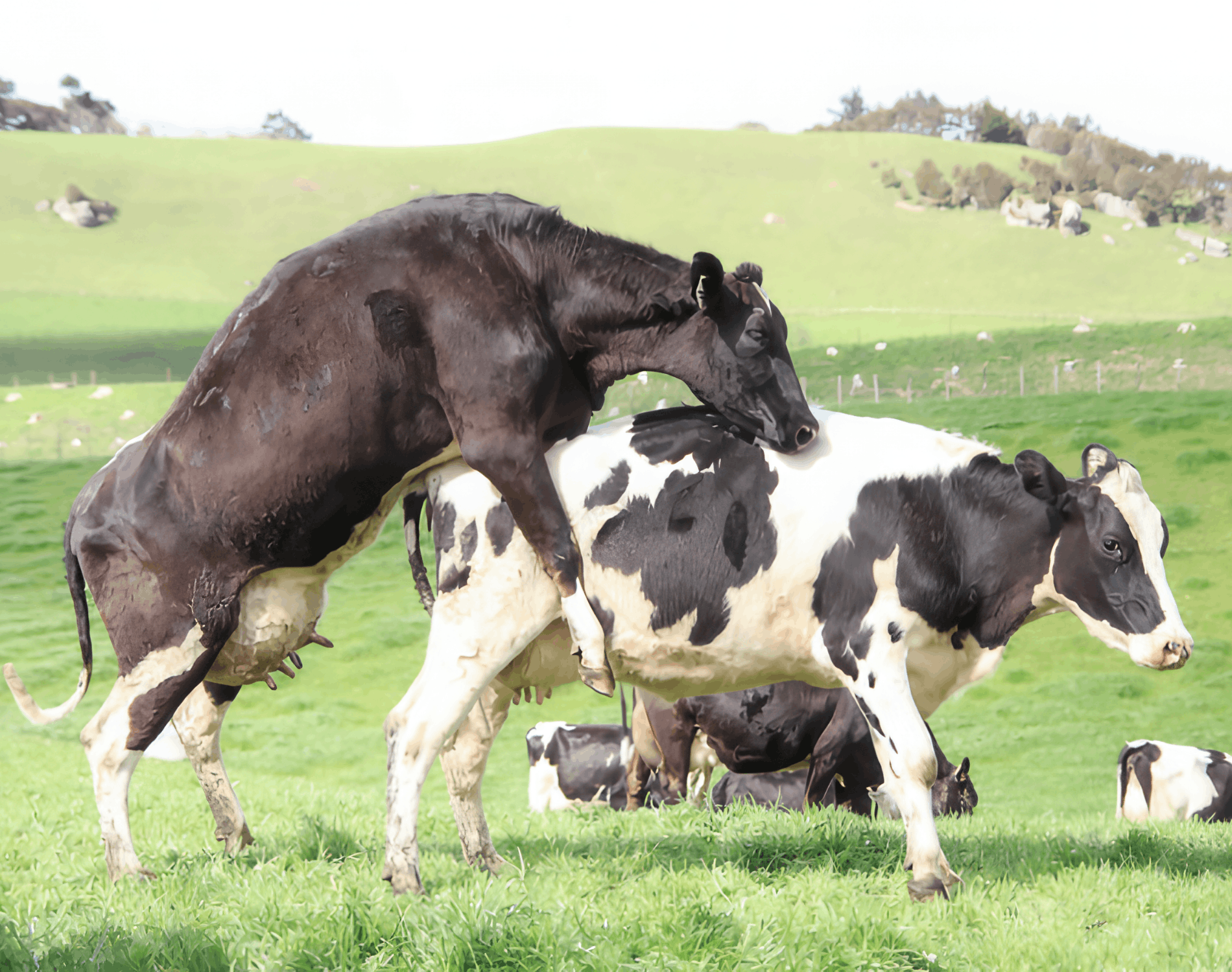 How to Detect Estrus in Cows? Smart Methods