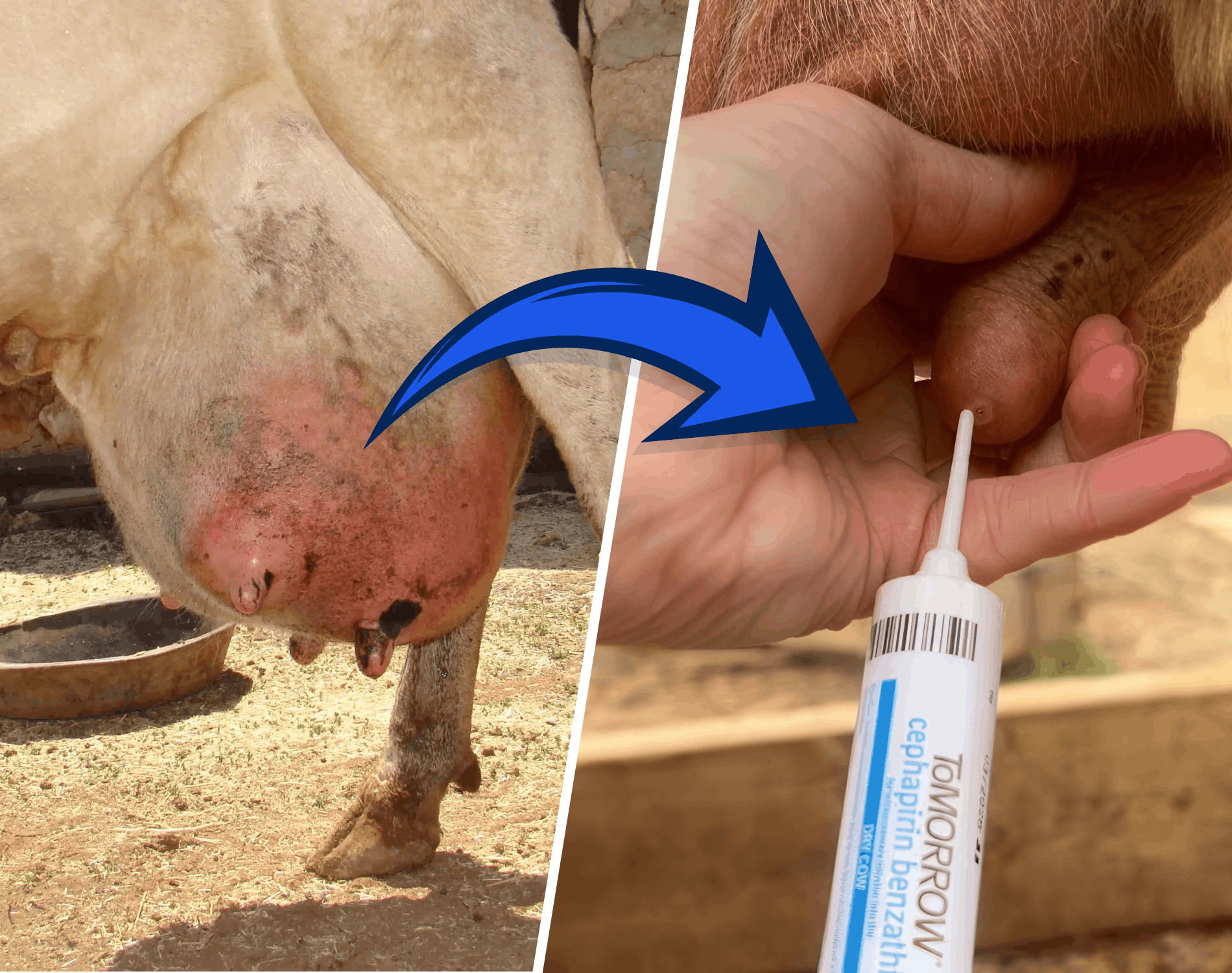 Mastitis Treatment and Early Diagnosis