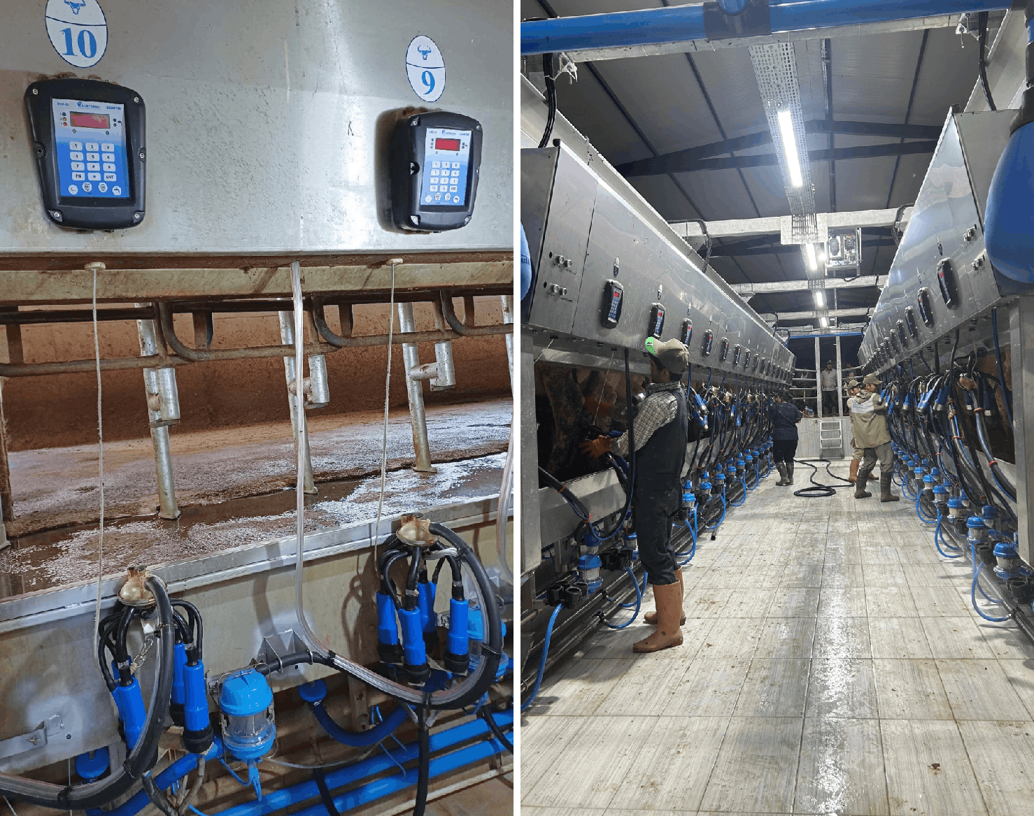 Dairy Farm Management with Milking Automation