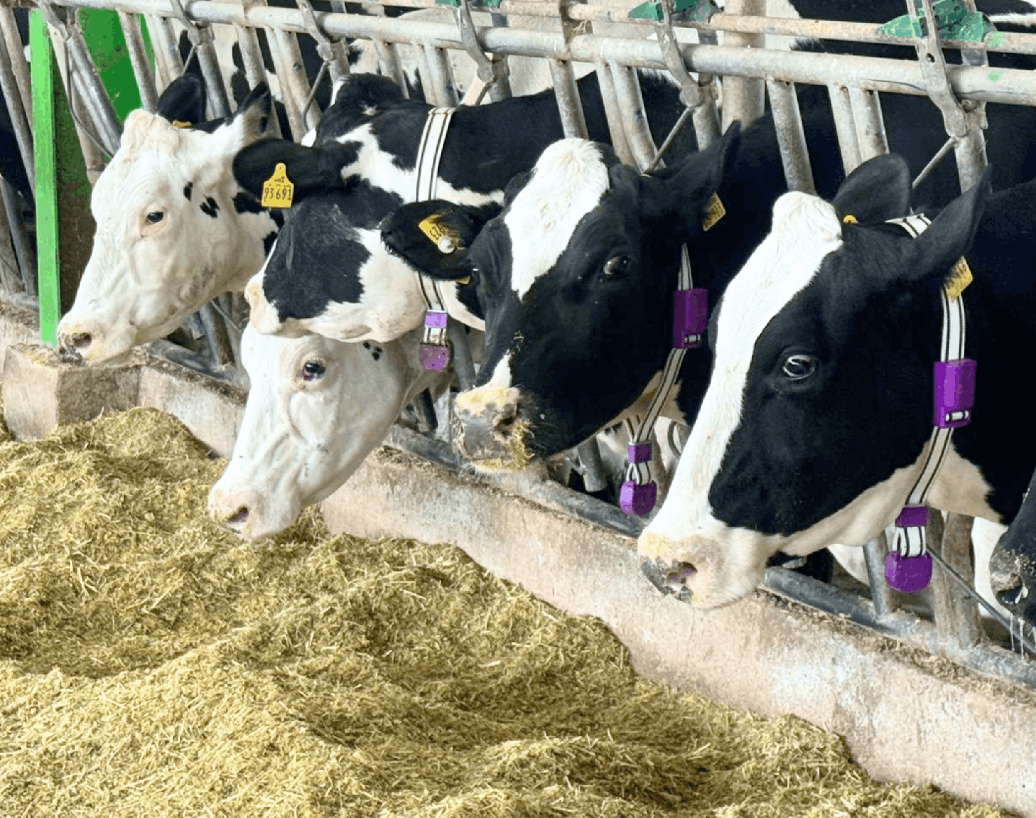 Ration Preparation, Feed Optimization and Milk Yield