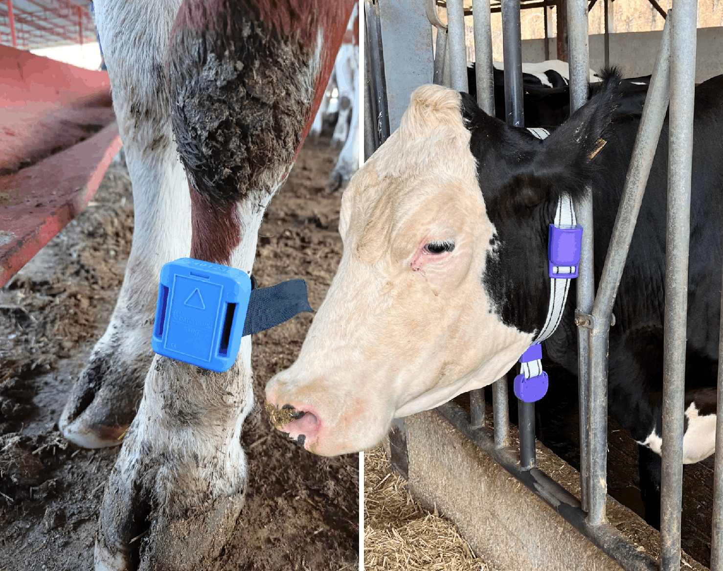 Smart Collars, Pedometers and Their Benefits for Animals