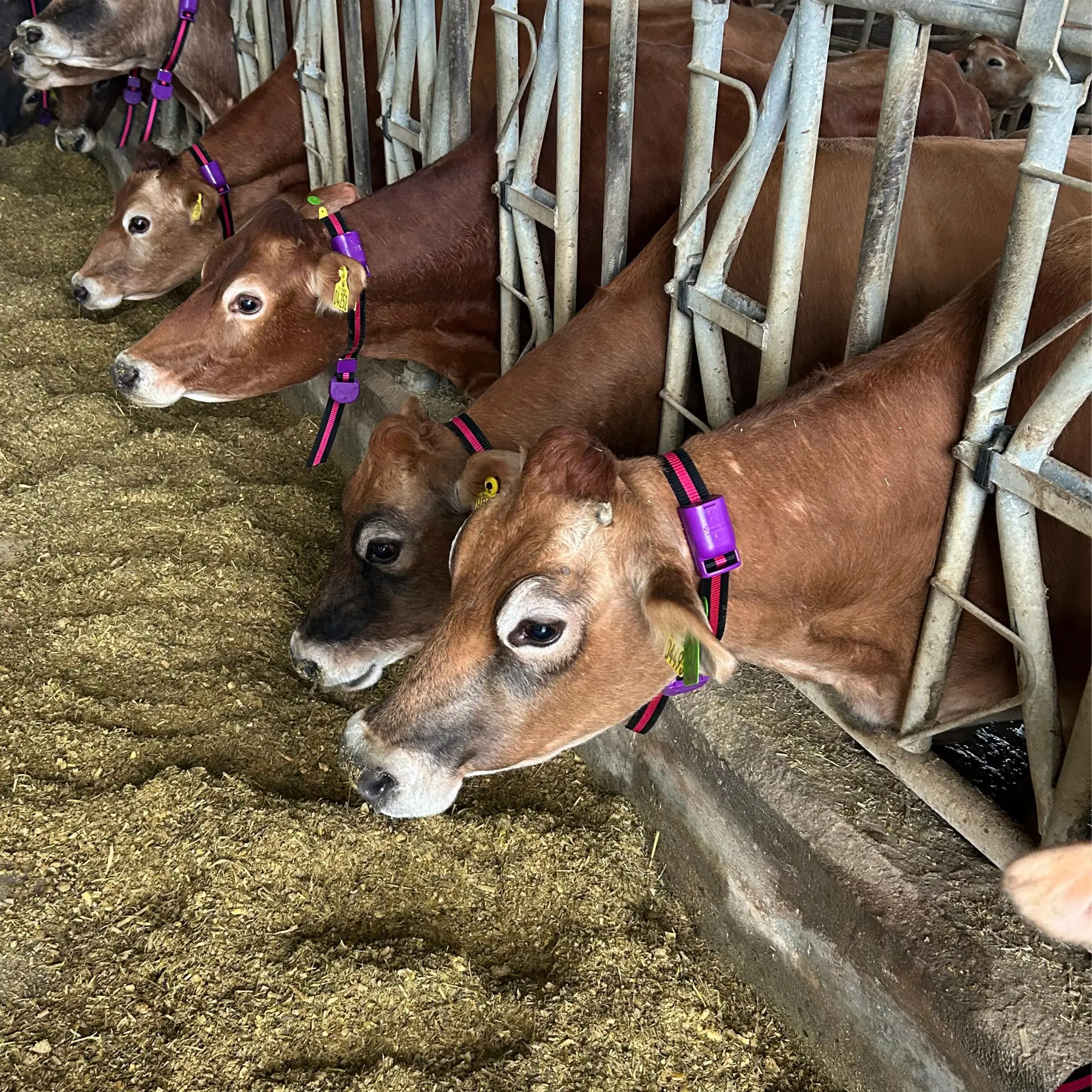 Cows Tracked