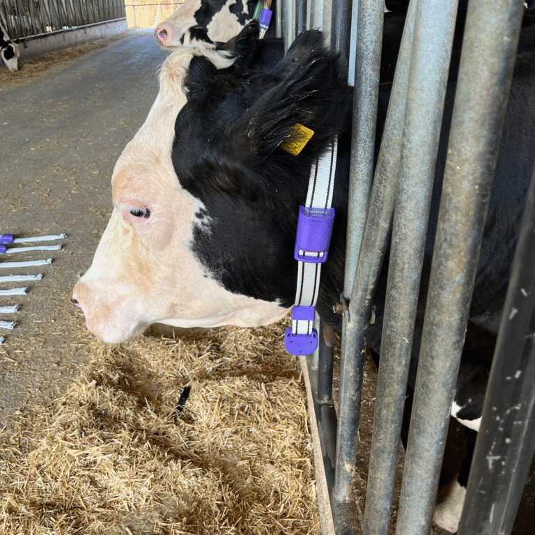 Dairycollar ürün
